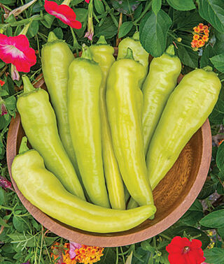Hot Pepper - Blazing Banana