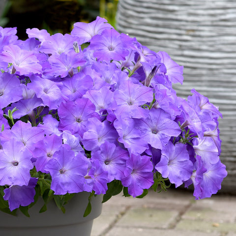 Petunia - Easy Wave Lavender Sky Blue