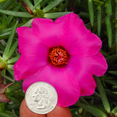 Purslane (Moss Rose) - Samba Hot Rose