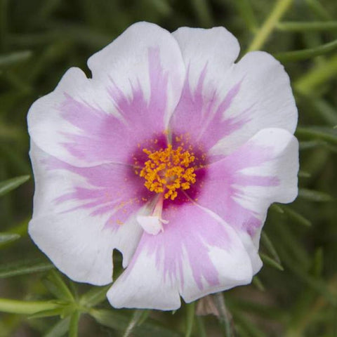 Purslane (Moss Rose) - Samba Pink Bi-color
