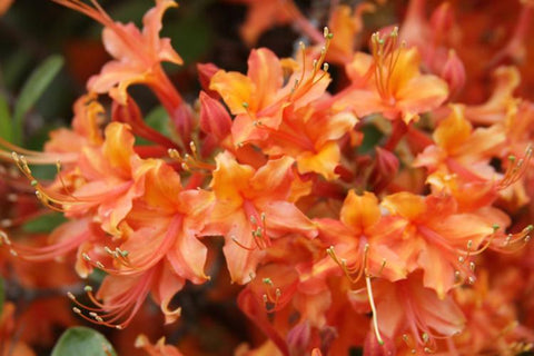 Native Azalea - Four Kings