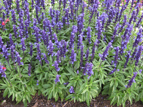 Salvia - Velocity Blue