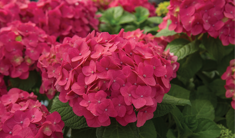 Endless Summer Hydrangea - Summer Crush