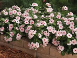 Vinca - Cora Cascade Apricot