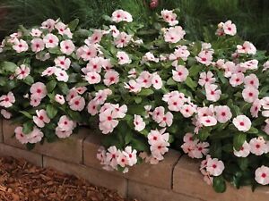 Vinca - Cora Cascade Apricot