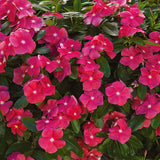 Vinca - Cora Cascade Cherry